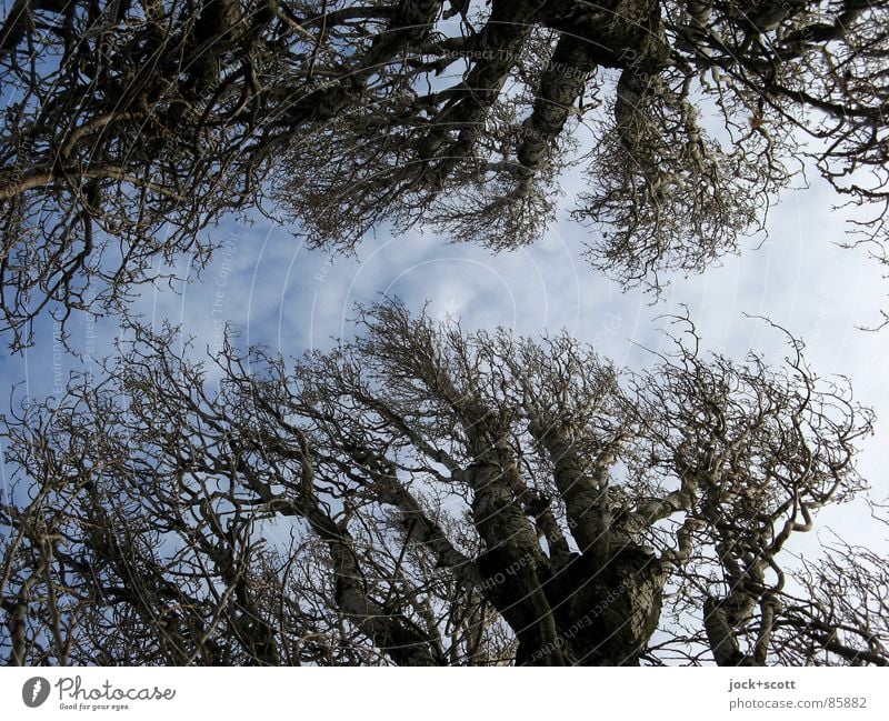 Trees of the year Nature Sky Wind Point Woody Year Tree trunk Year-round Branch Structures and shapes Silhouette Light (Natural Phenomenon) Worm's-eye view