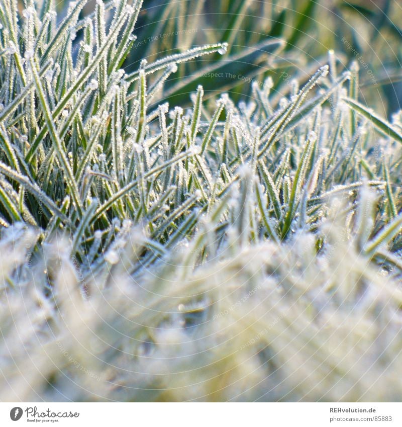 frozen grass Arise Meadow Grass Freeze Green Cold Morning Hoar frost Ice Winter Garden Park freezing point cold. stalks Lawn Frost dress warm xxee Snow