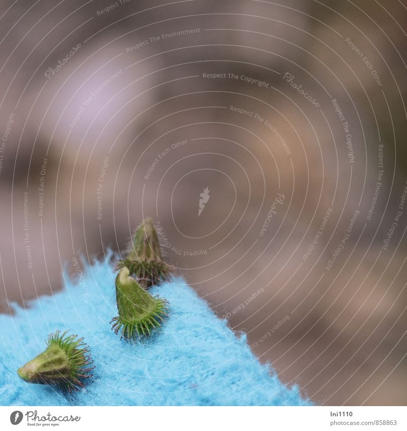 clingy - green seeds of burdock Plant Summer Beautiful weather Wild plant Garden Park Field Forest Touch Discover To hold on Carrying Exceptional Firm naturally