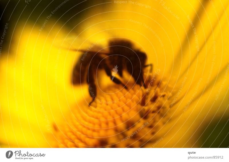 bee Yellow Bee Flower Honey Macro (Extreme close-up) Close-up To feed