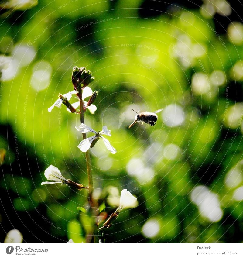 On approach Nature Plant Sunlight Summer Flower Blossom Foliage plant Wild plant Meadow Animal Bee 1 Flying Colour photo Exterior shot Day Light Contrast