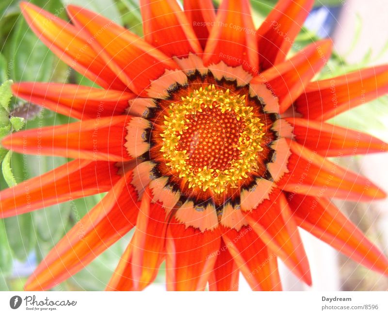 midday flower Livingstone daisy Multicoloured Red Blossom Leaf Pistil Macro (Extreme close-up)