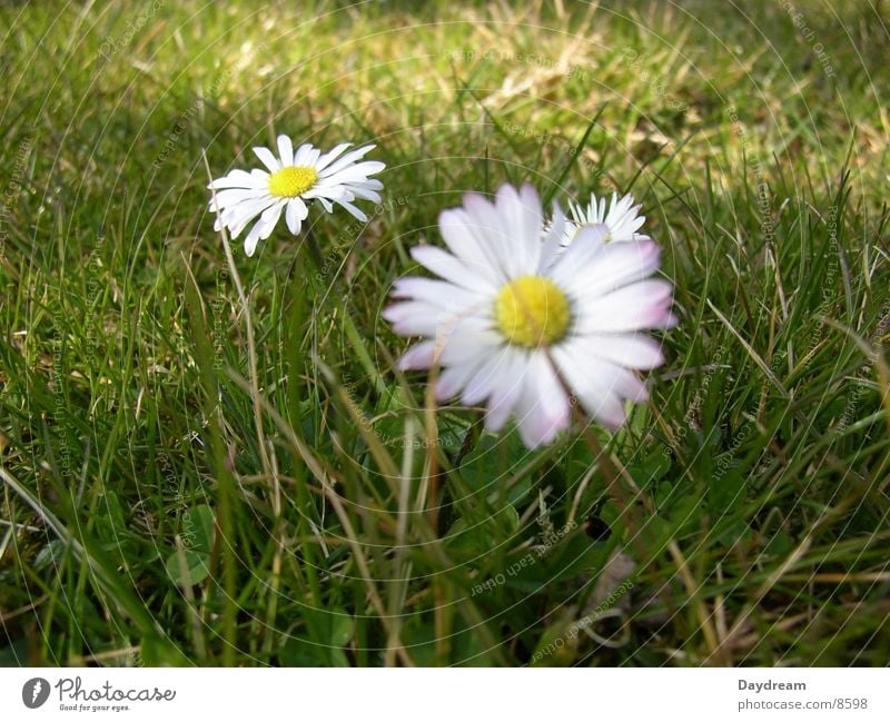 little flowers Daisy Blossom Blur Green Multicoloured Visual spectacle Lawn