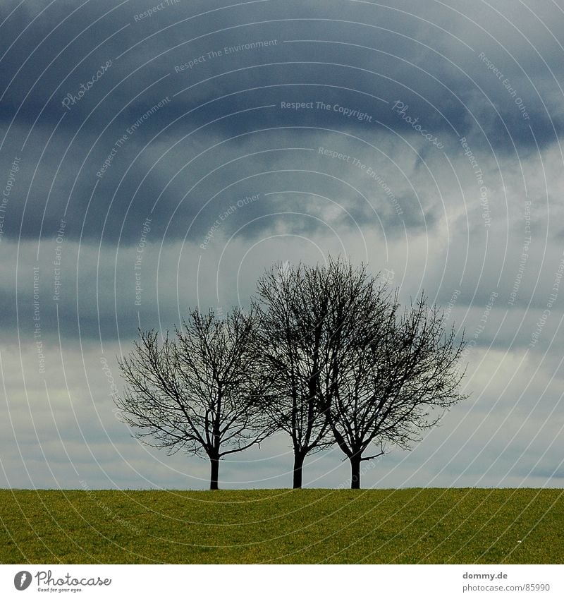 threetree 3 Grass Meadow Playing Effortless Morning Clouds Dark Pushing Storm Winter incurred draped in clouds Americas Thunder and lightning Evening Fate