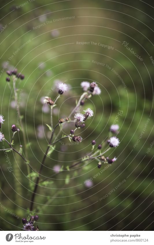 Vegetable III Nature Plant Flower Grass Bushes Blossom Foliage plant Agricultural crop Wild plant Park Meadow Forest Blossoming Natural Colour photo