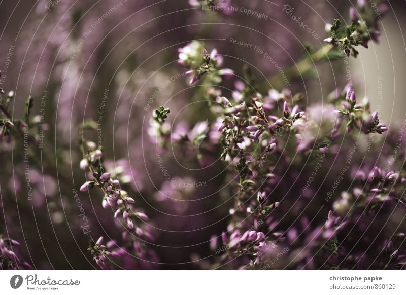 Plant Nature Grass Bushes Leaf Blossom Foliage plant Wild plant Blossoming Natural Lavender Bud Blur Colour photo Subdued colour Exterior shot Close-up Detail