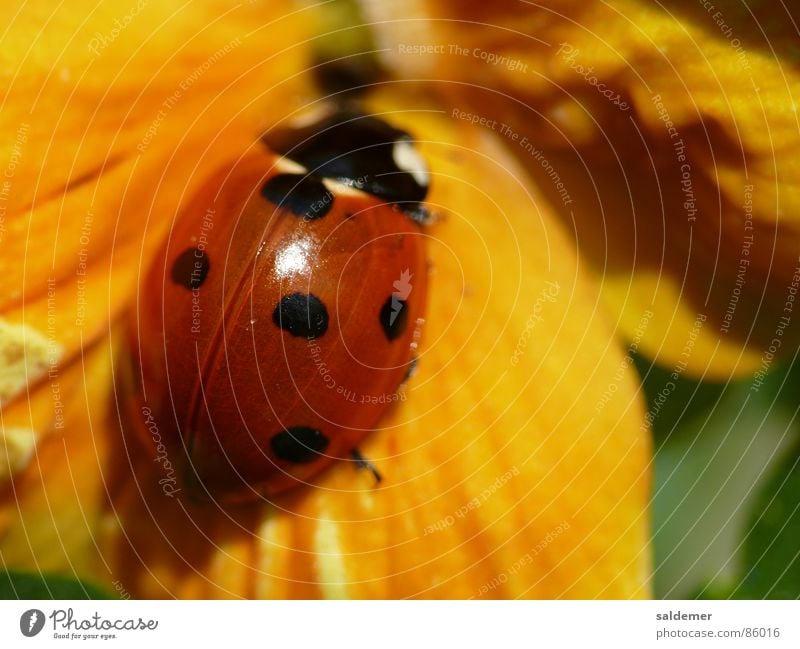 ladybugs Ladybird Yellow Red Good luck charm Macro (Extreme close-up) Beetle Orange Close-up Point Violet plants Happy