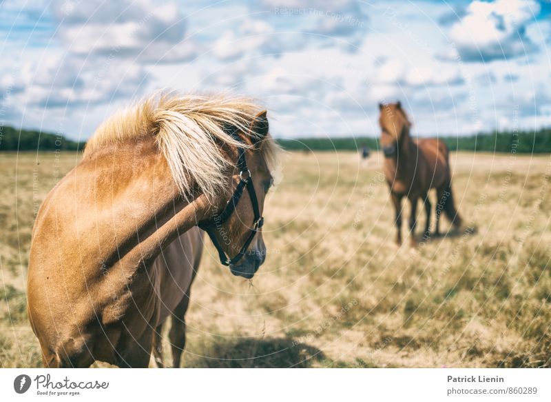 Don't Look Back Harmonious Well-being Contentment Leisure and hobbies Trip Freedom Summer Equestrian sports Environment Nature Landscape Sky Meadow Animal