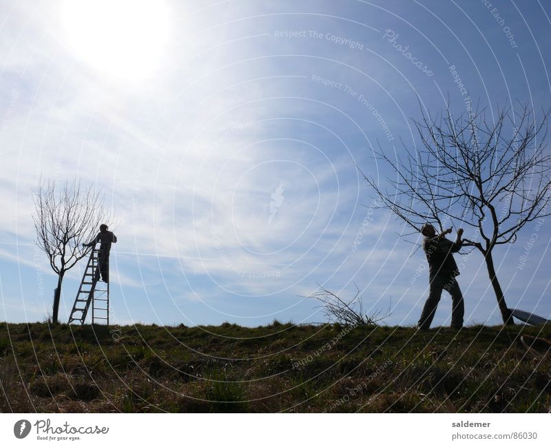 spring cut Cut Man Fruit trees Young man Stepladder Craft (trade) landscape gardener pruning Sun Sky Ladder Abbreviate