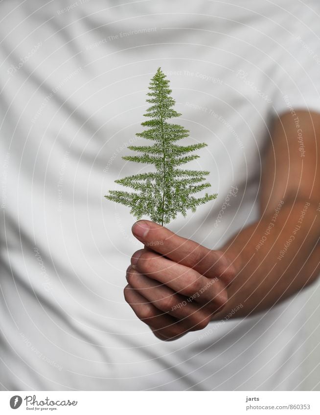 &lt;font color="#ffff00"&gt;-=nimm´s=- sync:ßÇÈâÈâ Human being Masculine Hand Fingers 1 Plant Tree Grass Nature Give Donate Stop Gift Fir tree Colour photo