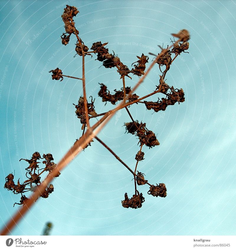 winter weed Grass Autumn Winter Bushes Straw Blade of grass Aspire Single-minded Clouds Vertical Plant Brown Ochre New start Worm's-eye view Diagonal Horizon