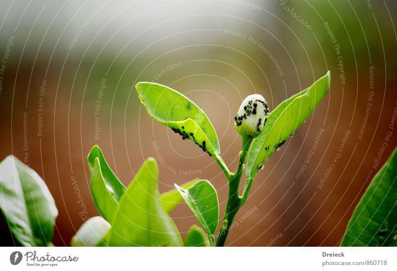 infested Nature Plant Leaf Blossom Foliage plant Wild plant Animal Greenfly Flock Crawl Disgust Colour photo Exterior shot Day