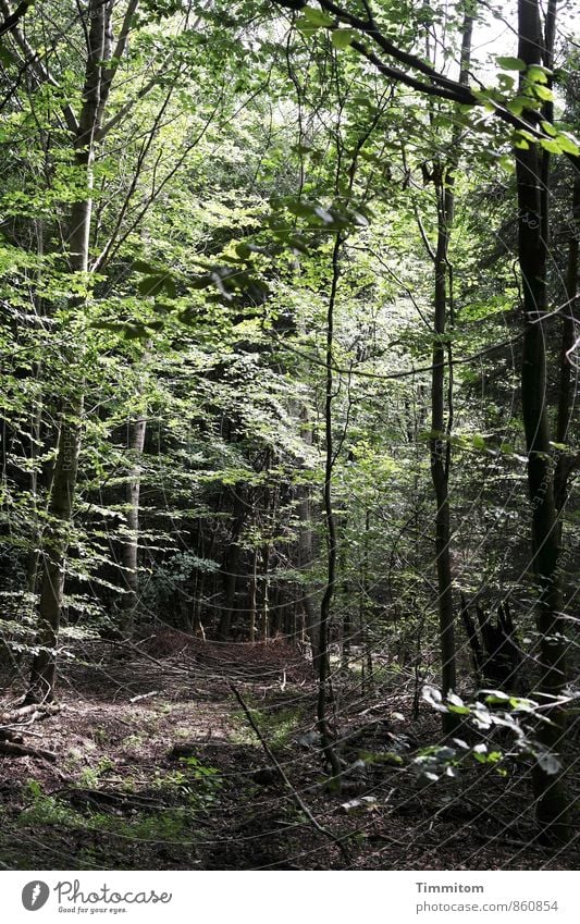 A picture of a forest. Environment Nature Plant Sunlight Summer Weather Beautiful weather Tree Deciduous forest Forest Wood Going Looking Dark Natural Green