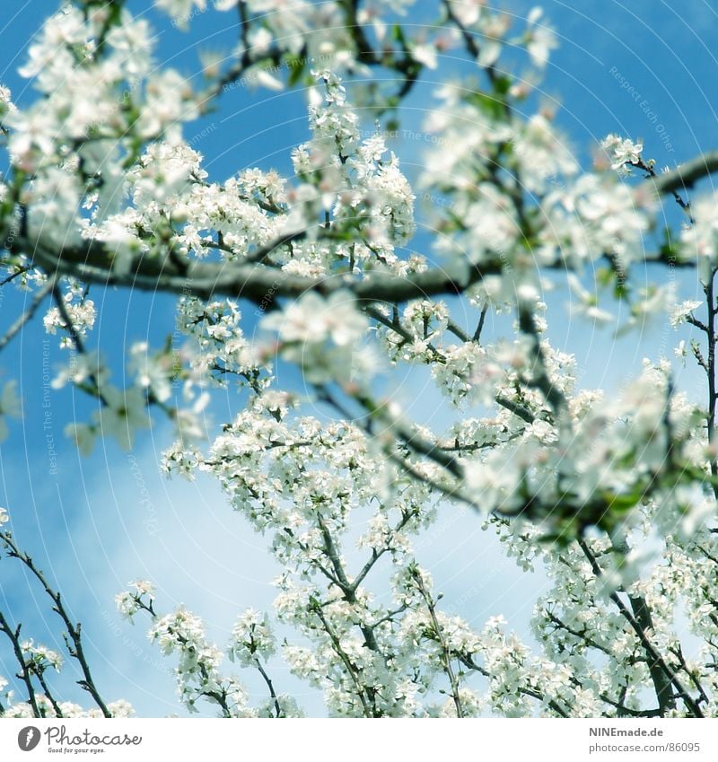 Spring is coming ... Spring fever Cherry blossom Physics Blossom Good mood Square Karlsruhe Ambient Happiness Flair Illuminating White Park Fruit feel well