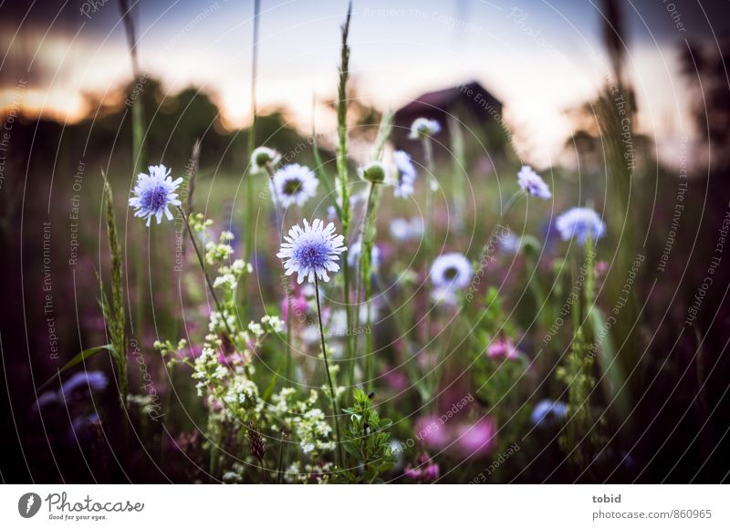 summer meadow Nature Landscape Plant Sky Cloudless sky Summer Flower Grass Meadow Esthetic Fragrance Beautiful Multicoloured Green Violet White Relaxation