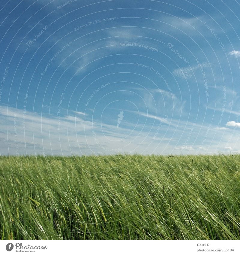 practical, square, cornfield Summer Field Wheat Wheatfield Cornfield Agriculture Ear of corn Summery Fresh Wind Sky blue Smear Green Juicy Glittering Square