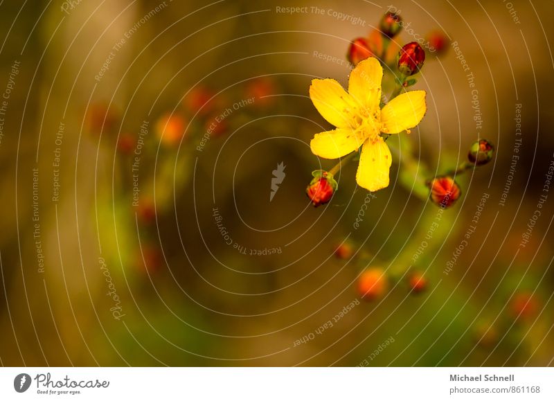 St. John's wort Plant Summer Blossom Wild plant St. Johns Wort hypericum Hartheu Fresh Beautiful Positive Yellow Red Uniqueness Change Rotation Upward