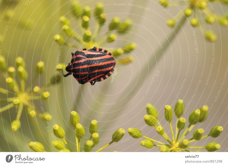 striped bug Summer Autumn Plant Blossom Wild plant Wild animal 1 Animal Blossoming Crawl Fragrance Small Natural Above Gray Green Red Black Loneliness Nature