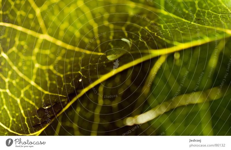 Drops dripping on leaves :D Green Yellow Light Physics Macro (Extreme close-up) Watertight Stalk Hydrophobic All-weather Darken Rainproof Shadow Summer