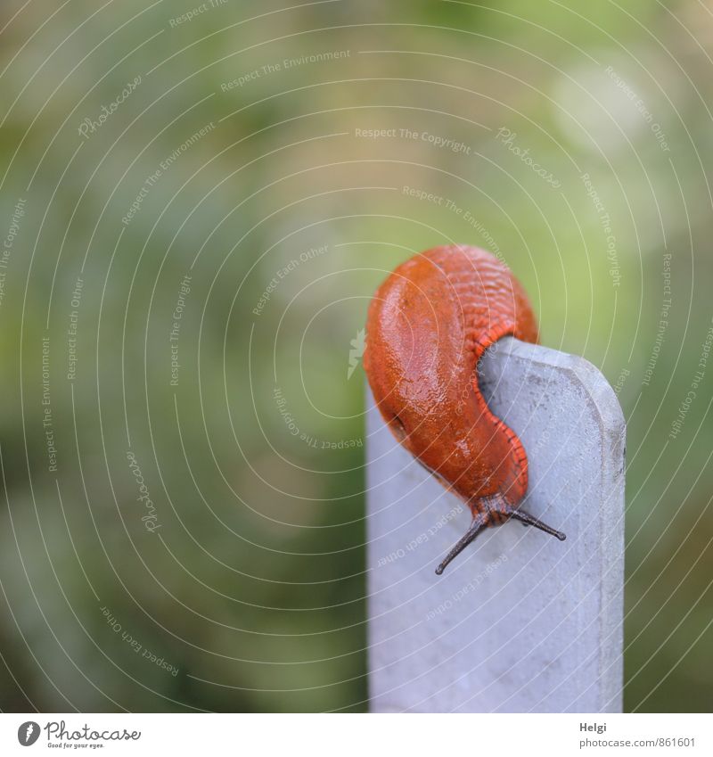 climber Environment Nature Animal Summer Forest Snail Slug 1 Movement Exceptional Uniqueness Small Natural Slimy Gray Green Red Power Brave Attentive Calm