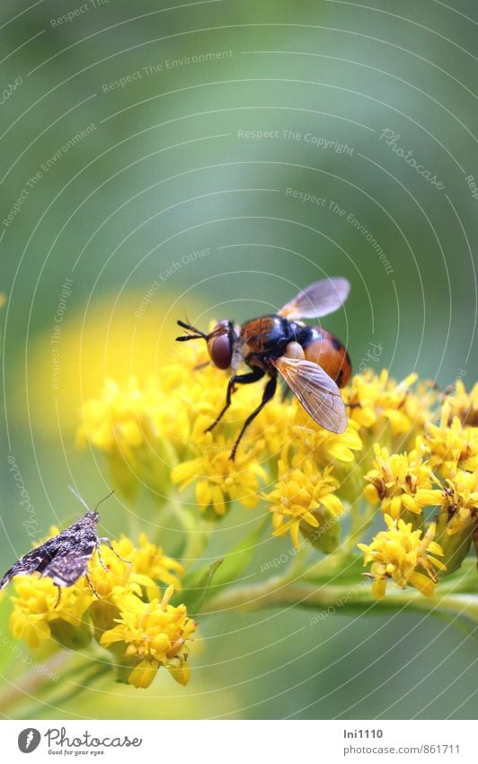 Caterpillar fly on the goldenrod Nature Plant Animal Sun Sunlight Summer Beautiful weather Warmth Flower Wild plant Solidago canadensis Field Forest Hill