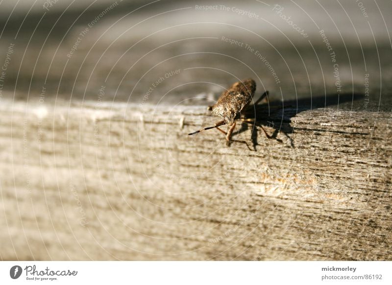 wood beetle Wood Brown Red Camouflage Insect Wooden table Beetle Nature