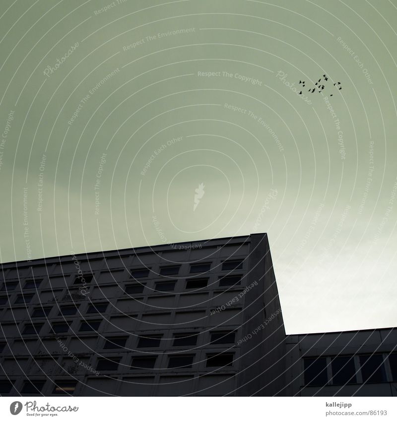 my dear mr. singing club II Education Blackbird Finch Flying animal Bird Roof Window Animal Chirping Sing Throstle East Environment Architecture Whistle