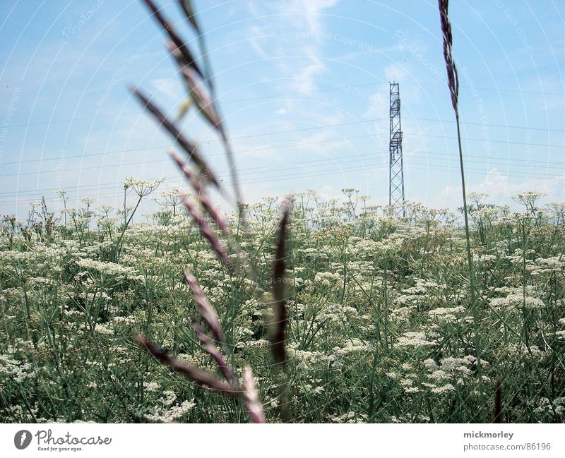 flower meadow Flower Flower meadow Meadow Blade of grass Spring Summer Electricity Green Fresh Crunchy Life Air Sky Nature