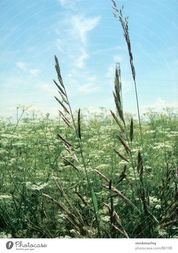 the meadow and the stalks Flower Flower meadow Meadow Blade of grass Spring Summer Electricity Green Fresh Crunchy Life Air Sky Nature