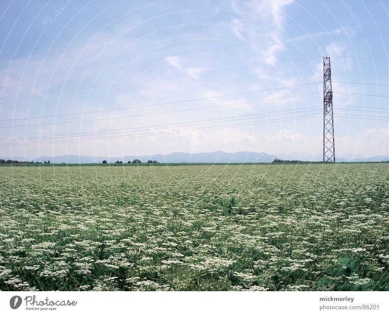 flower meadow Flower Flower meadow Meadow Blade of grass Spring Summer Electricity Green Fresh Crunchy Life Air Sky Nature