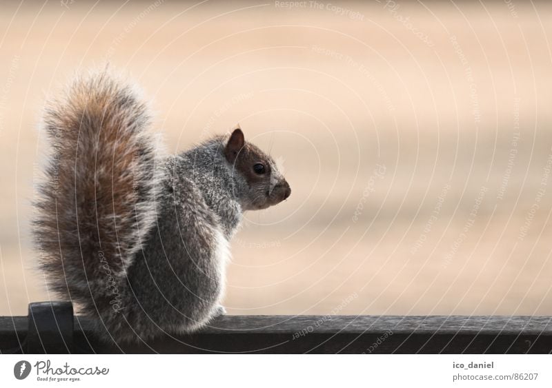 Short Break - grey squirrel Nature Park Wild animal 1 Animal Sit Small Cute Clean Obedient Squirrel Mammal Bench Smooth Colour photo Exterior shot