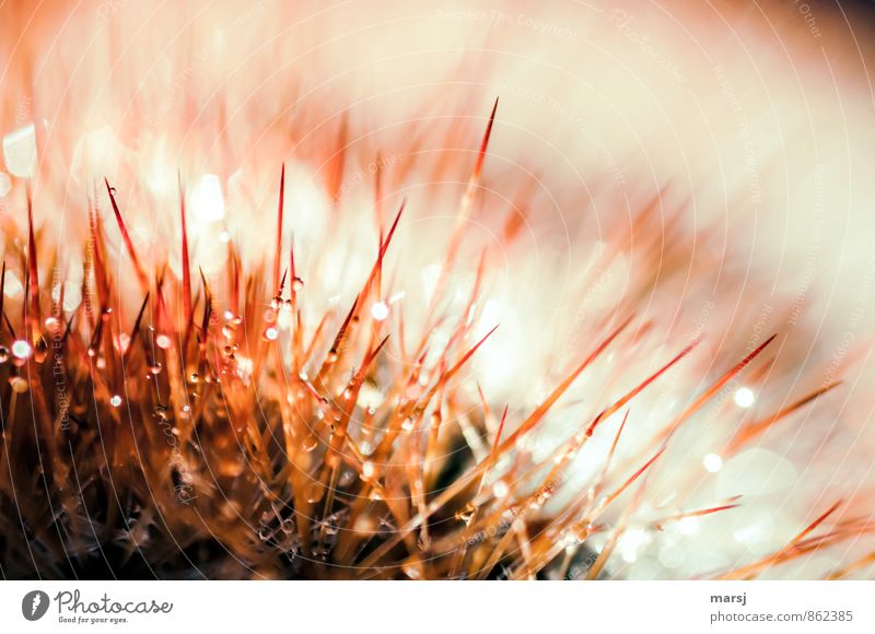 Group feeling, snuggle at your own risk! Plant Cactus Pot plant Cactusprickle Exceptional Thin Glittering Creepy Thorny Pierce Colour photo Multicoloured