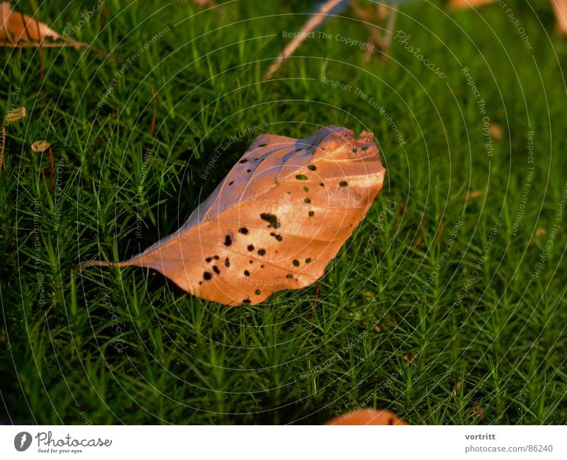 in the moss bed Eliminate Green Sunlight Hollow Wilderness Environment Leaf Law of nature Natural phenomenon Stalk Detail Nature Thin natural necessity Limp