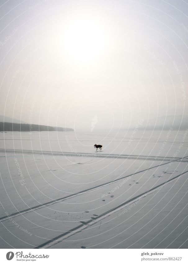 Doc #lone dog Nature Landscape Animal Horizon Sun Winter Weather Ice Frost Snow Wild plant Pet Dog 1 Freedom Peace Climate Beautiful Colour photo Exterior shot