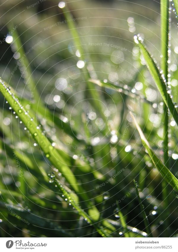 Good morning Lighting Beautiful Meadow Grass Blade of grass Green Drops of water Damp Wet Fresh Juicy Shaft of light Natural phenomenon Sunrise Bright