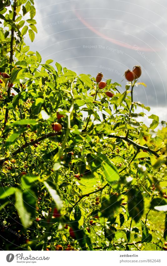 rose hips Adventure Sun Garden Environment Nature Plant Clouds Storm clouds Climate Climate change Weather Bushes Rose Leaf Healthy Good Juicy Green Contentment