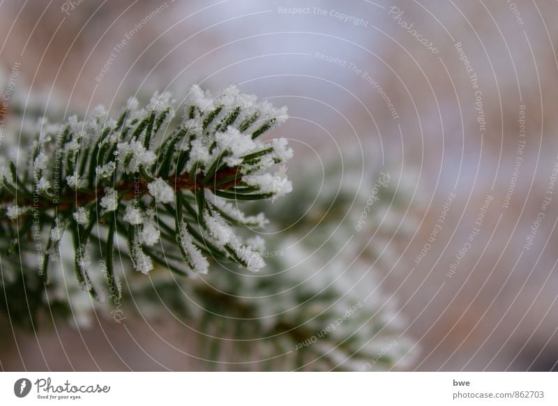 Snow covered branch Life Winter Winter vacation Hiking Nature Cold Green Branch Fir tree Covered Pensive Christmas tree Ice Ice crystal Frozen