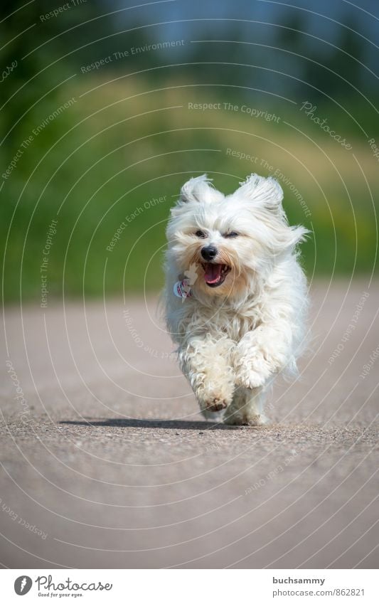 Happy Havanese Animal Street Pelt Long-haired Pet Dog 1 Speed Gray Green White bichon Bichon Havanaese youthful Fun Joy Walking Running four-legged friends