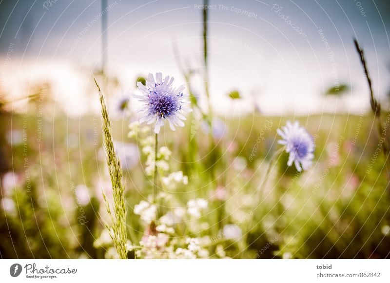 Summer meadow Pt. 3 Nature Landscape Plant Sky Cloudless sky Horizon Sun Beautiful weather Grass Summerflower Meadow Esthetic Fragrance Friendliness Bright