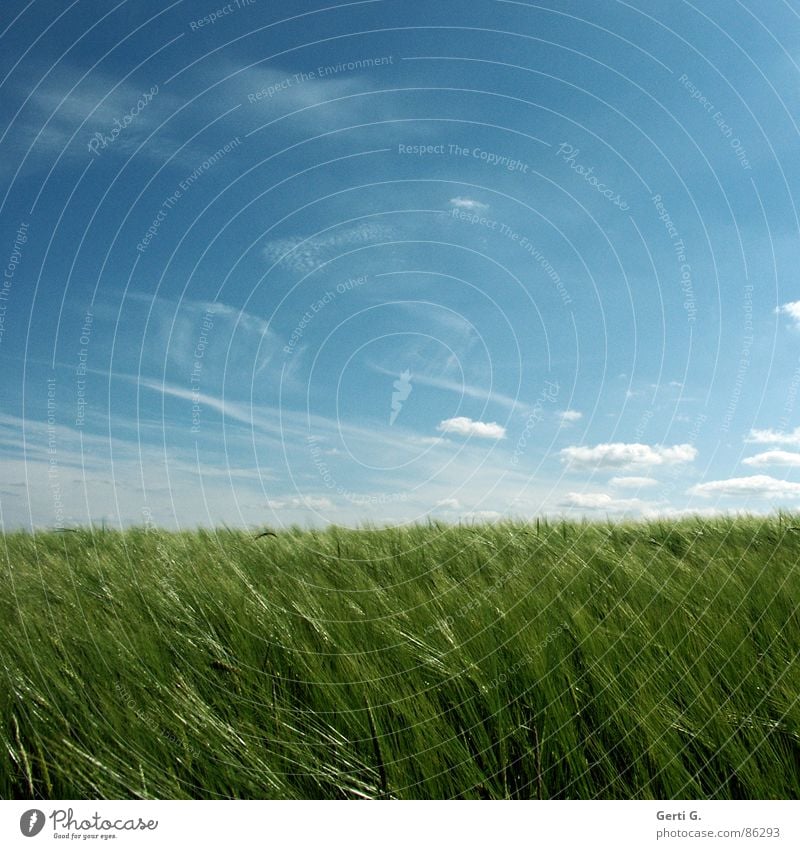 again, because it was so nice Summer Field Wheat Wheatfield Cornfield Agriculture Ear of corn Summery Fresh Wind Sky blue Smear Green Juicy Glittering Square