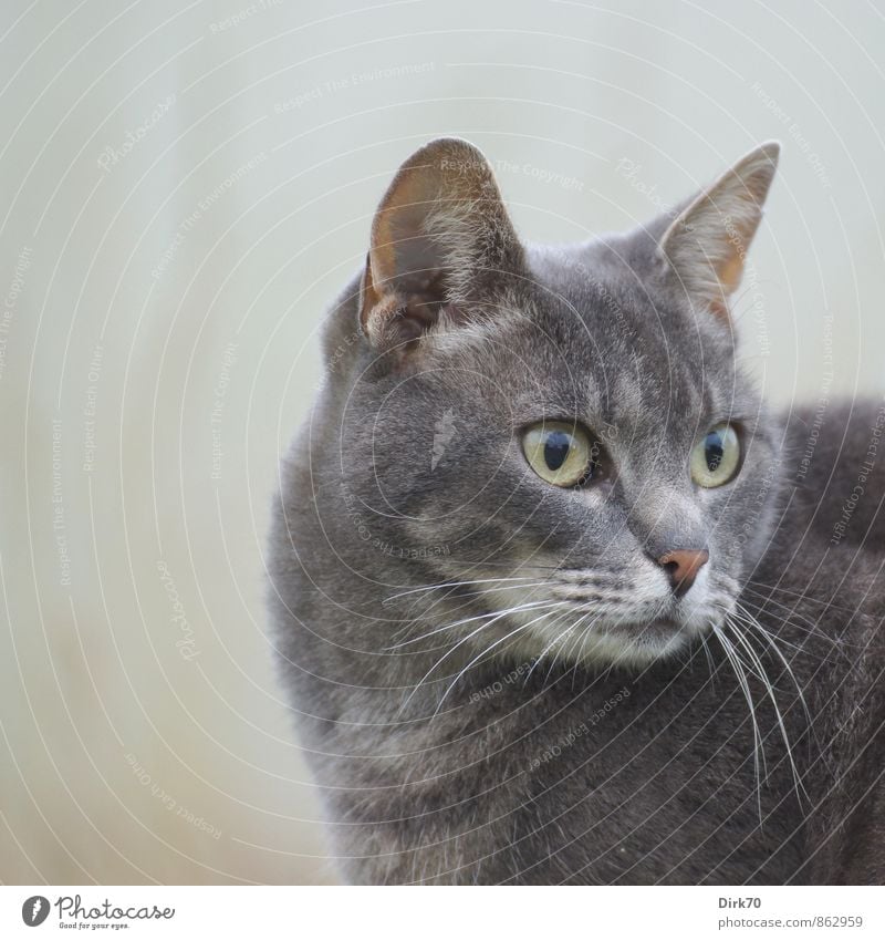 eyes wide open Animal Pet Cat Animal face Animal portrait Domestic cat 1 Observe Looking Elegant Curiosity Beautiful Brown Yellow Gray Pink Black White Interest