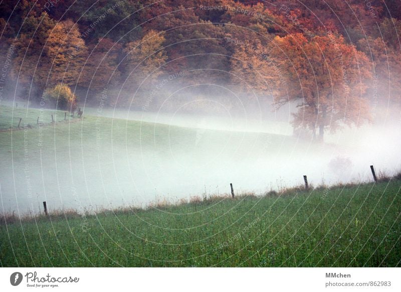 > Nature Landscape Earth Air Water Autumn Weather Fog Tree Meadow Field Forest Dream Brown Multicoloured Green Cold Environment Fence Fence post Grass Hill