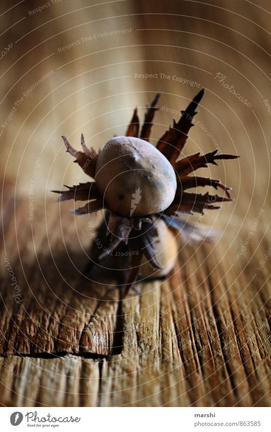 Nut with collar Nature Plant Brown Hazelnut Wooden table Fruit Colour photo Interior shot Close-up Detail Macro (Extreme close-up) Day