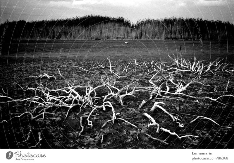 come up and go down Free of charge Transience Occur Grief Come Growth Going Doomed Bushes Drought Downfall Maturing time Black & white photo appear