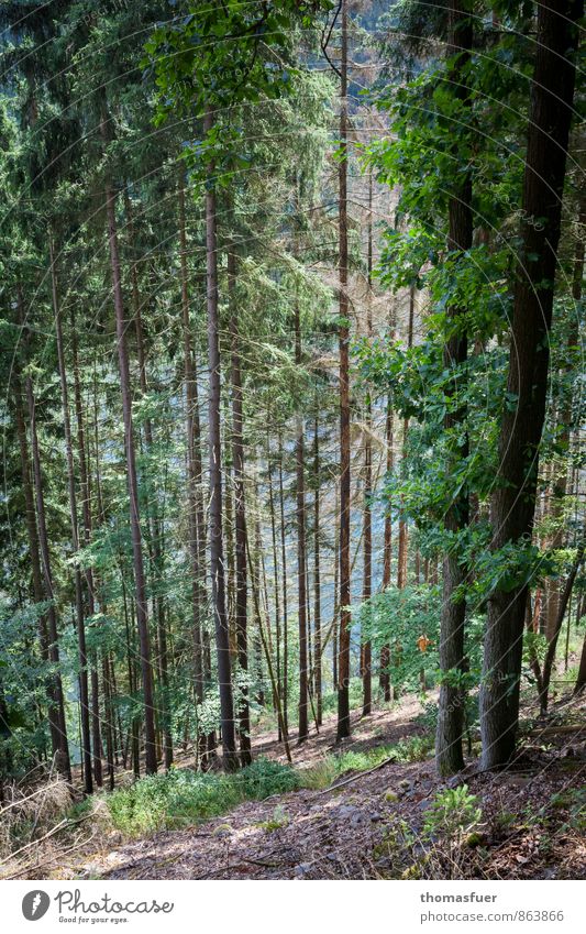 slope up Trip Summer Summer vacation Mountain Hiking Nature Landscape Beautiful weather Tree Bushes Forest Hill Lakeside Blue Brown Green Oak tree Slope