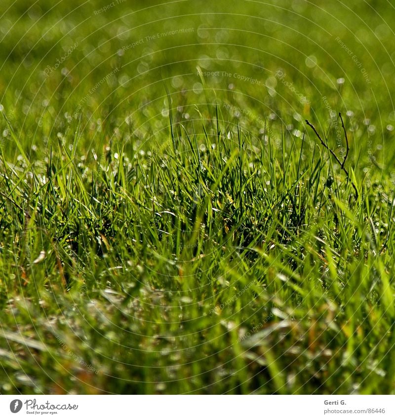 green vigil Field Agriculture Blade of grass Bright Sunlight Floodlight Summer Green Bilious green Square Grass Meadow Lawn for sunbathing Fresh Juicy Blur Joy