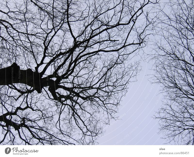 lifelines Tree trunk Environment Tree structure Natural phenomenon Twig Branch Nature Power Detail Lifetime