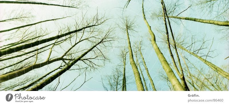 uplifted Leaf Autumn Environmental protection Bog Meadow Skeleton Cold Wood Winter steinhude Lomography horizon Sky Nature Branch Twig Skyward Tree trunk Large