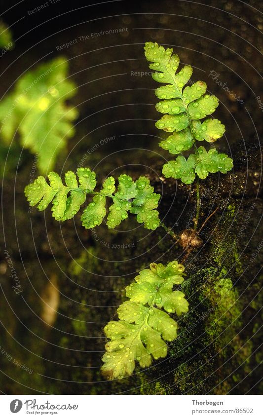 fern Green Plant Derelict Pteridopsida Nature Rope