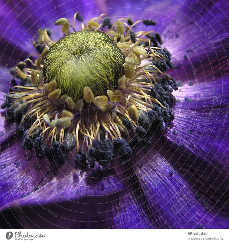 Bee magnet Blossoming Plant Flower Growth Macro (Extreme close-up) Sprinkle Spring Summer Violet Green Bouquet Spring fever Beautiful Delicate Botany